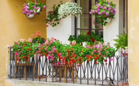 Pflegeleichte Dauerblüher für Balkon oder Terrasse