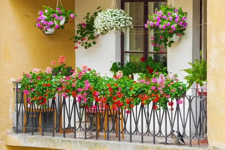 Pflegeleichte Dauerblüher für Balkon oder Terrasse