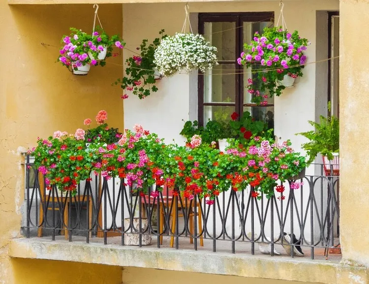 Pflegeleichte Dauerblüher für Balkon oder Terrasse