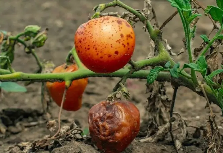 pilzkrankheiten an tomaten wie schützen