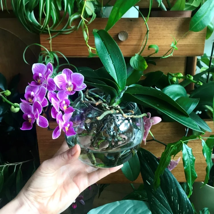 Pink blühende Orchidee im Wasser