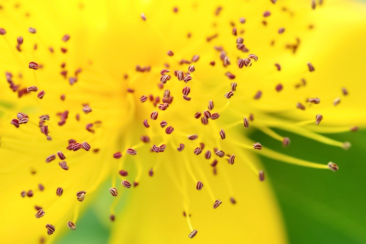 pollen lösen bei vielen menschen im frühling und sommer allergien aus