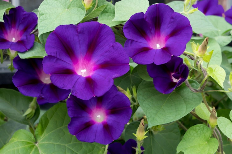 morning glory can be grown in the garden as an annual plant