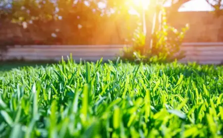 Rasen düngen im Sommer bei Hitze - Was darf man, was nicht