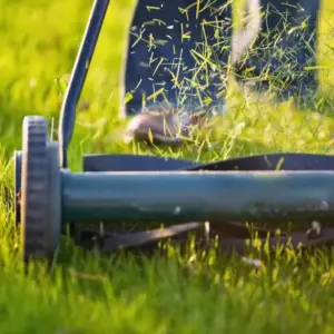 rasen mähen oder mulchen im sommer was ist besser