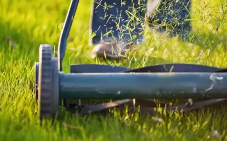 rasen mähen oder mulchen im sommer was ist besser