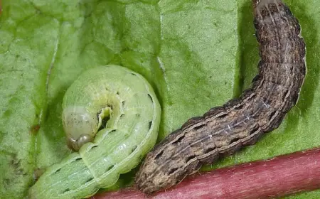 raupen bestimmen diese 10 häufigsten arten indentifizieren sie leicht