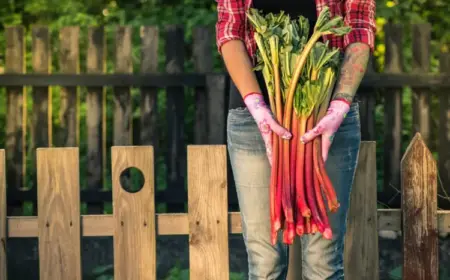 Rhabarber ernten - Ab wann und für wie lange darf man das