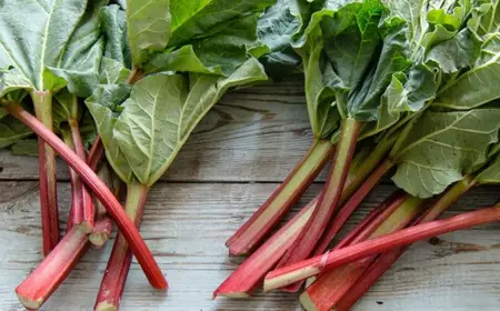 Rhabarberblätter im Garten verwenden - So können Sie sie als Dünger