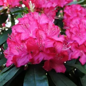 Rhododendron im Sommer düngen - mit diesen Tipps erzielen Sie volle Blütenpracht im Garten