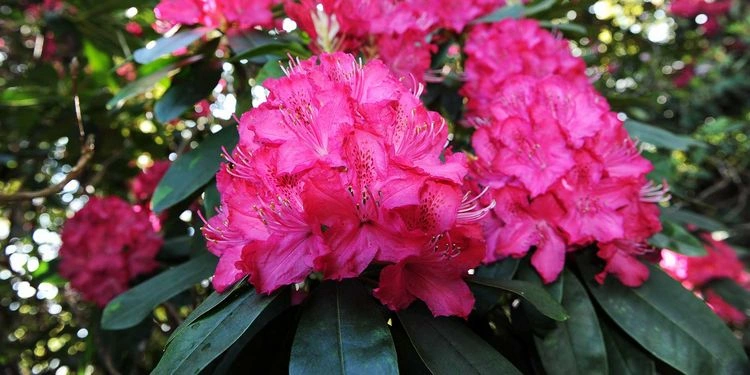 Rhododendron im Sommer düngen - mit diesen Tipps erzielen Sie volle Blütenpracht im Garten