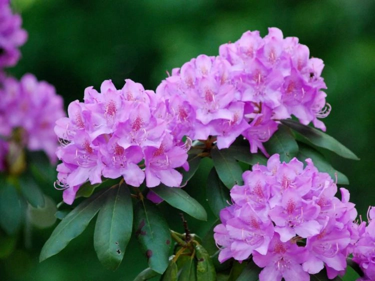 Rhododendron im Sommer düngen - Tipps