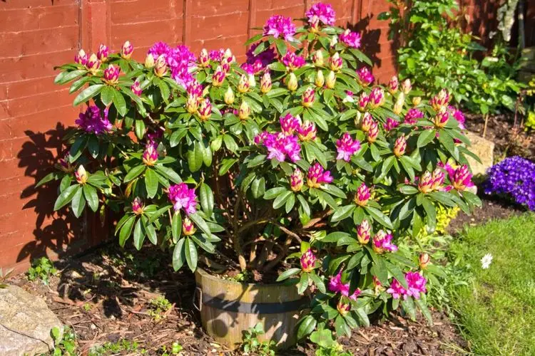 Rhododendron im Sommer düngen