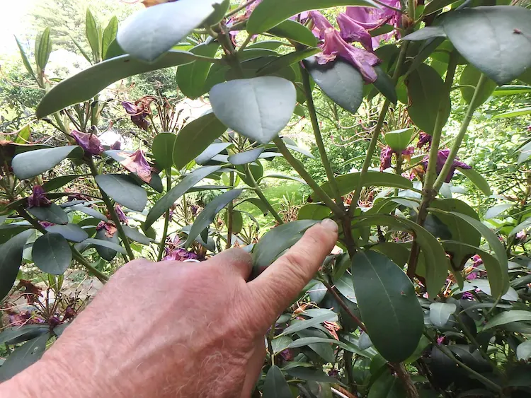 rhododendron krankheiten welche sind häufig und wie sie die pflanze schützen
