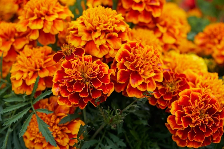 marigolds are usually annuals