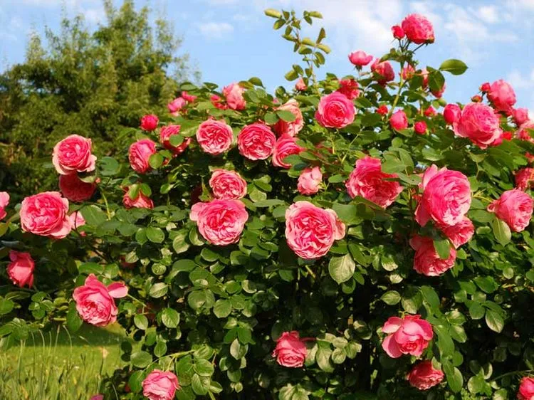 Roses need a lot of sun for lush flowering
