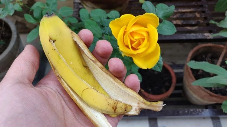 Rosen düngen mit Bananenschalen für üppige Blüten