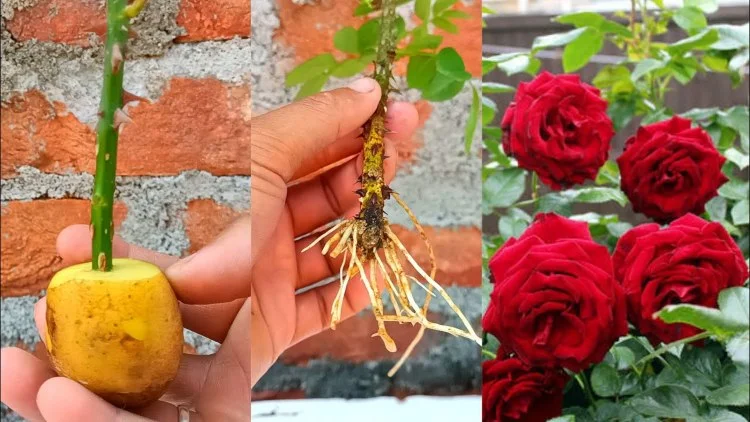 rosen in kartoffeln vermehren anleitung