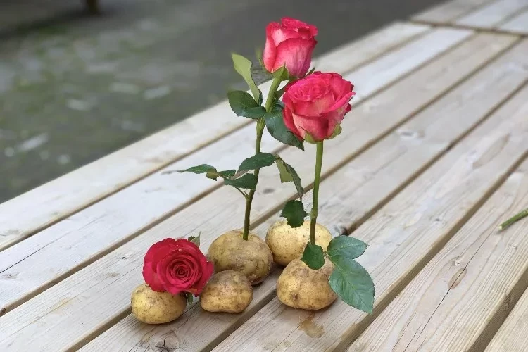 rosen in kartoffeln vermehren wie anleitung aus stecklingen ziehen