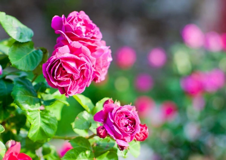 Rosen veredeln für gesunde Pflanzen und üppige Blüten
