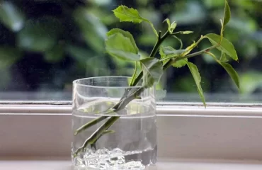 Rosen vermehren im Wasserglas
