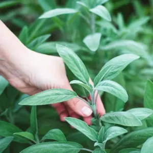 Salbei schneiden und ernten nach der Blüte