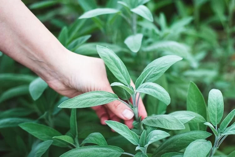 Salbei schneiden und ernten nach der Blüte