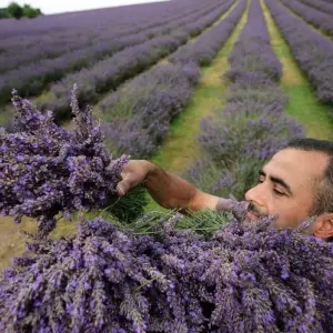 Sammeln Sie die Lavendel-Ernte in Bündeln