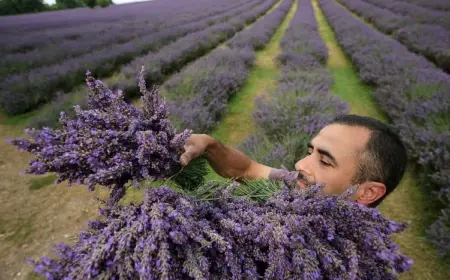 Sammeln Sie die Lavendel-Ernte in Bündeln