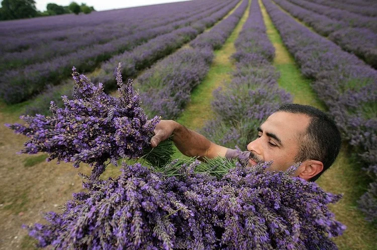 Sammeln Sie die Lavendel-Ernte in Bündeln