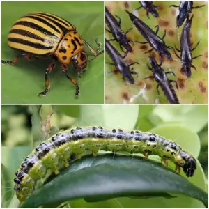 Schädlinge im Garten bestimmen