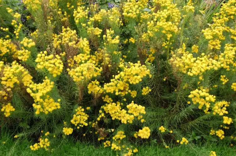 Schatten spendende Blume als Begleitpflanze für die Waldrebe - Goldhaar-Aster (Aster linosyris)