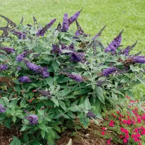 schmetterlingsflieder düngen im garten und in töpfen wie viel dünger einsetzen und wann