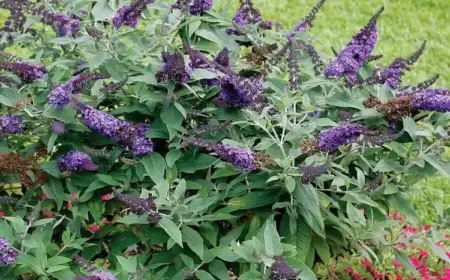 schmetterlingsflieder düngen im garten und in töpfen wie viel dünger einsetzen und wann