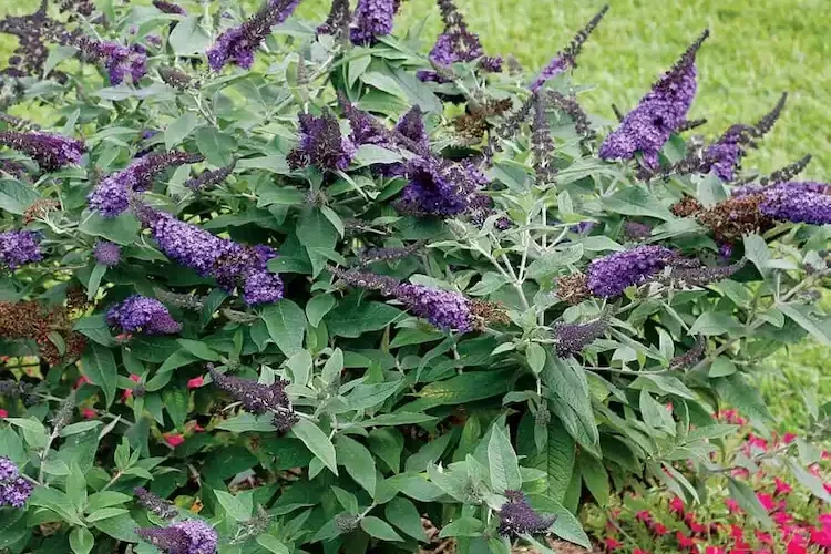 schmetterlingsflieder düngen im garten und in töpfen wie viel dünger einsetzen und wann