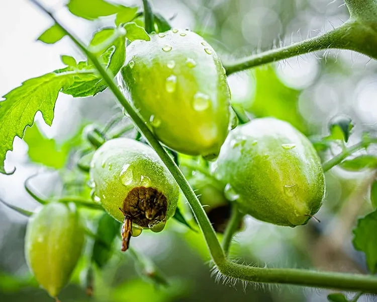 schwarze flecken an tomaten an pflanze