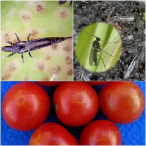 Schwarze Fliegen an Tomaten - mit diesen Tipps können Sie die kleinen Schädlinge erkennen und bekämpfen