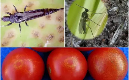 Schwarze Fliegen an Tomaten - mit diesen Tipps können Sie die kleinen Schädlinge erkennen und bekämpfen