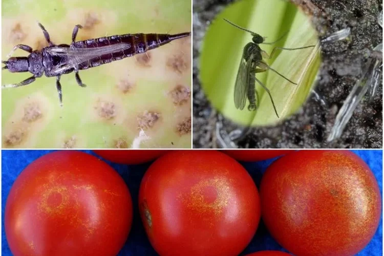 Schwarze Fliegen an Tomaten - mit diesen Tipps können Sie die kleinen Schädlinge erkennen und bekämpfen