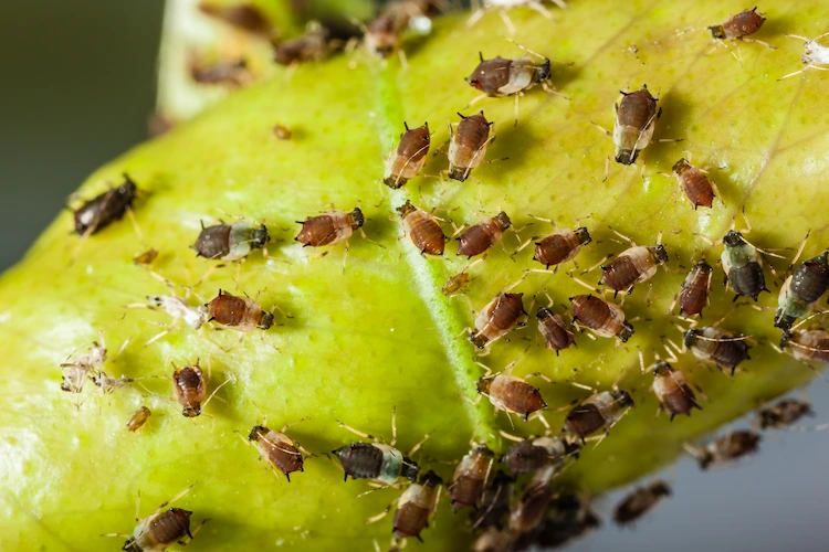 sich rasch vermehrende kolonien von apfelblattläusen effektiv loswerden