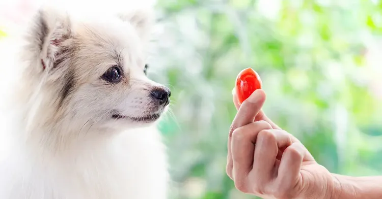 sind tomaten gesund für hunde welches gemüse dürfen hunde nicht fressen