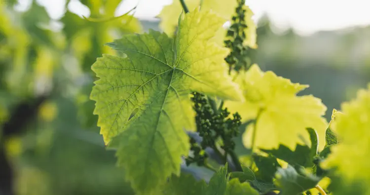 Sommerschnitt bei Weinreben - Blätter zum Auslichten schneiden und ein Drittel der Früchte