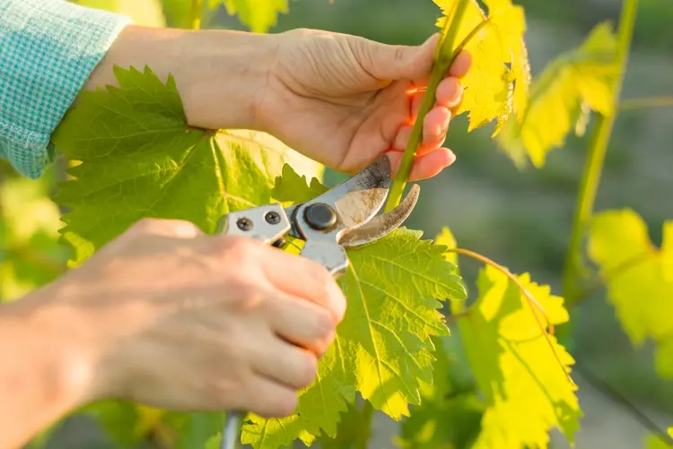 Sommerschnitt bei Weinreben - Lange und fruchtlose Triebe entfernen