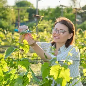 Sommerschnitt bei Weinreben - Richtig gemacht für Anfänger mit Video