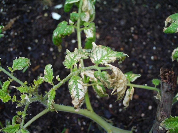 Sonnenbrand kann auch weiße Flecken auf Tomatenblättern verursachen
