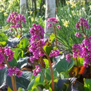 Stauden unter Bäumen - die Bergenien (Bergenia)