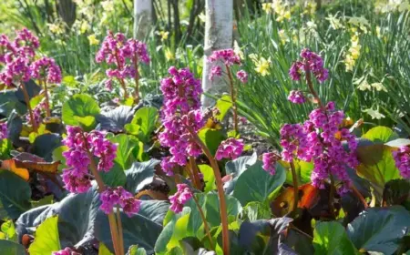 Stauden unter Bäumen - die Bergenien (Bergenia)