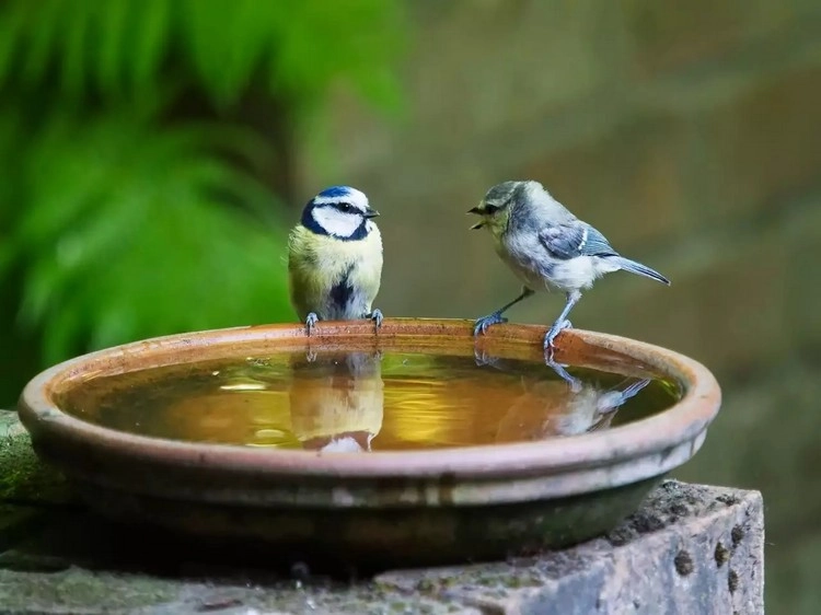 Stellen Sie im Sommer eine Wasserquelle im Garten für Ihre gefiederten Freunde bereit