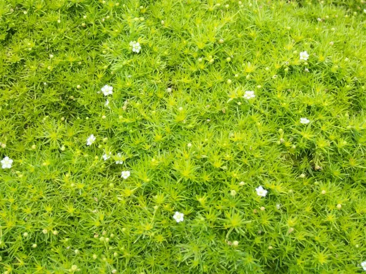 Sternmoos (Sagina subulata) bekommt weiße Blüten auf grünem Teppich