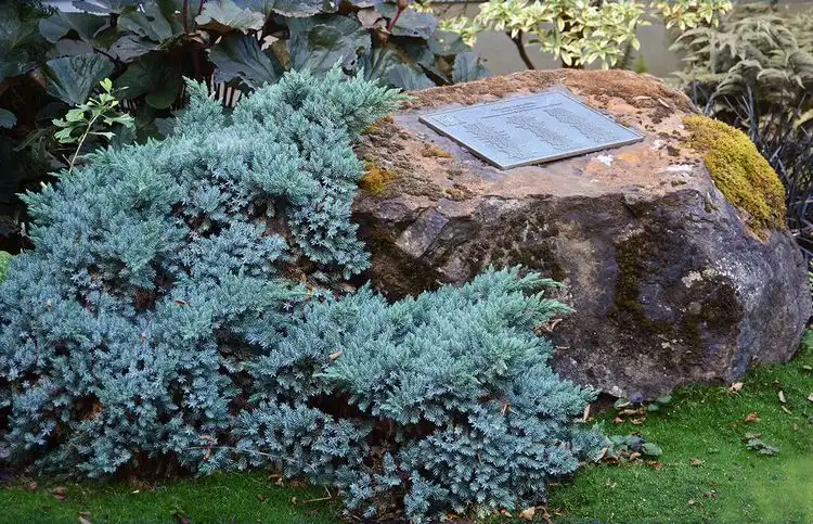 Sträucher für volle Sonne und trockenen Boden - Blauer Zwerg-Wacholder (Juniperus squamata „Blue Star“)